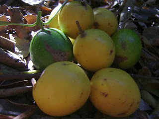keule fruit images