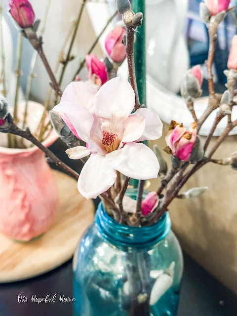 light pink tulip magnolia in bloom