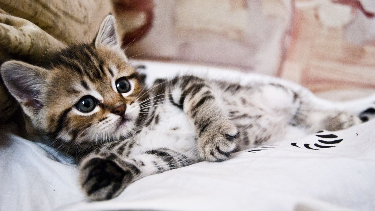 Wallpaper Kitten Lying Striped Small Cute