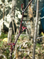 トヨラクサイチゴの冬芽