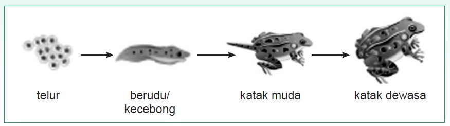 Tahapan Daur  Hidup  Hewan  Panduan soal