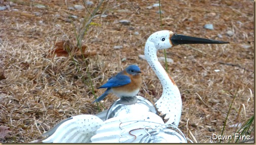 Birds and buds_009