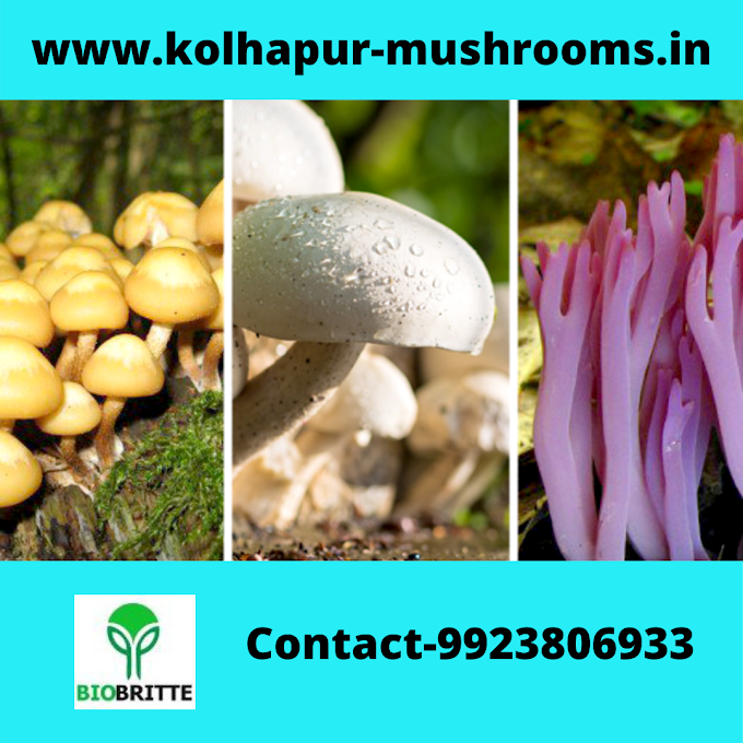 Button mushroom seeds price |  Mushroom spawns | Biobritte mushroom spawn supplier 