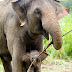 Mother and Baby Animal Love pictures