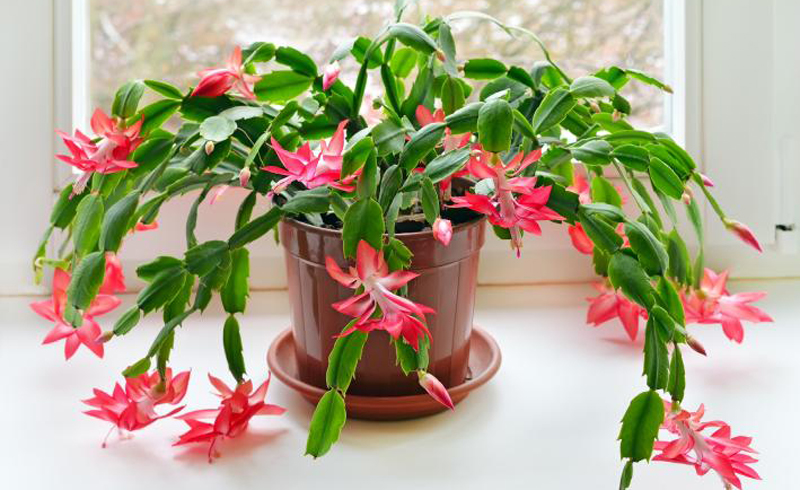 How to Keep Your Christmas Cactus Blooming