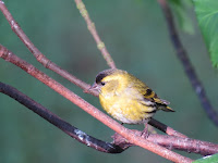 Siskin