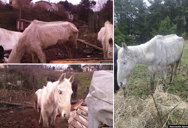 Los animales cuyo mal estado han causado la condena al vecino de Barakaldo