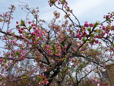 大阪造幣局 桜の通り抜け 松月