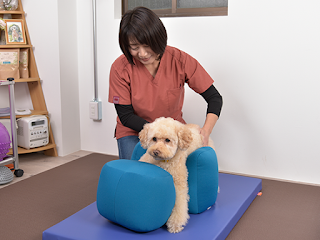 massagem em cães com dificuldade de locomoção