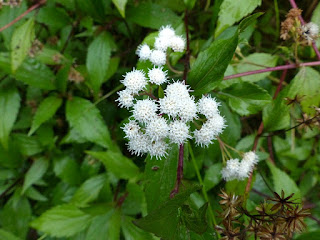 Ageratina riparia - Orthochifon - Jouvence - Agératine des rives