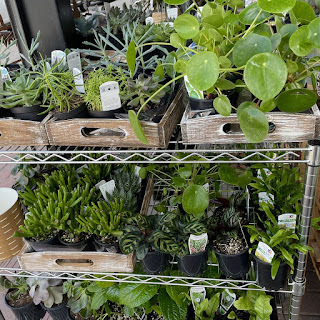 Canberra florist and plants for sale