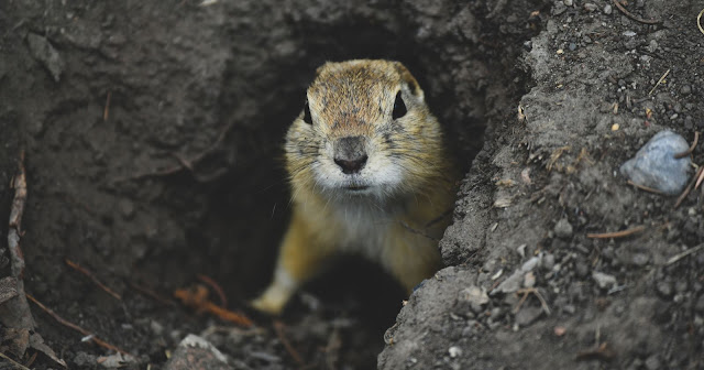 when-do-gophers-come-out-of-their-holes