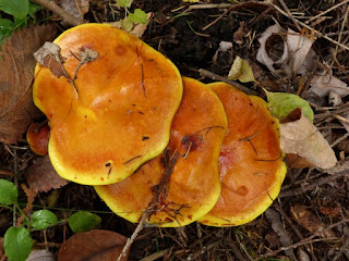 Suillus clintonianus - Bolet de Clinton