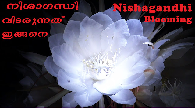 Nishagandhi Flower(Ananthasayanam) Blooming  step  by step