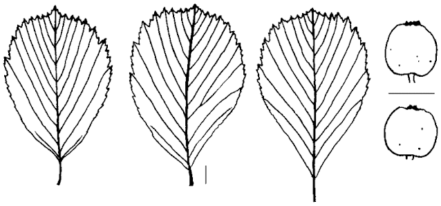 Ария Грина / Рябина Грина (Aria greenii, =Sorbus greenii)