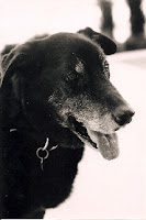 Jack the dog is a 13 year old male lab mix that recently recovered from skin burns.