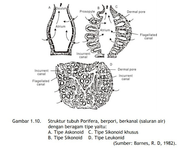Makalah Porifera Pengertian Ciri  Struktur Tubuh  dan 