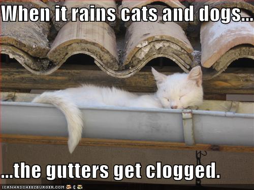 funny-pictures-the-gutters-are-clogged-with-cats.jpg