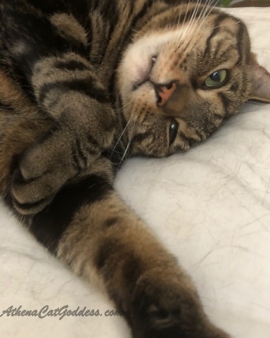 tabby cat lying down