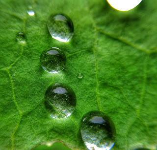 Drop of Water on a leaf