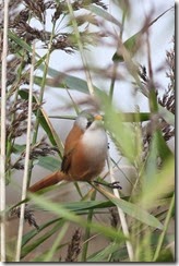 Bearded Tit