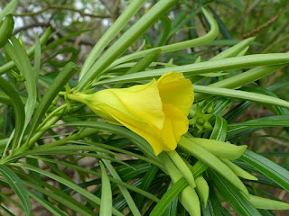 Thevetia peruviana - Cascabela thevetia - Oléandre jaune - Thévétia du Pérou