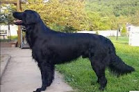 Retriever de pelo liso