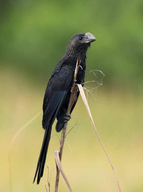 Smooth-billed Ani - Loxohatchee, Florida