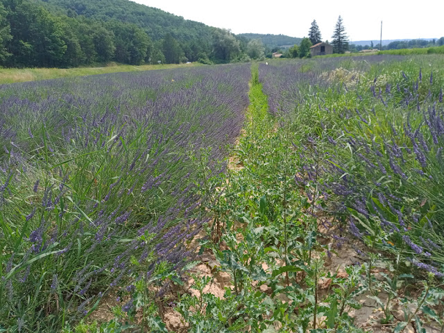 Lavandin crop, Alpes de Haute Provence, France. Photo by Loire Valley Time Travel.