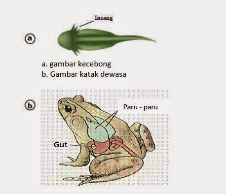 41+ Alat Pernapasan Hewan Amfibi Adalah