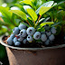 Καλλιέργεια blueberries σε γλάστρες: Ένας οδηγός για αρχάριους
