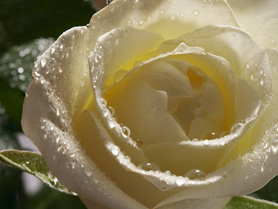 White Rose Normal Resolution HD Wallpaper 3