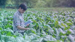 15 Unique Ways of Improving Crop Yield – Facts you Need to Know