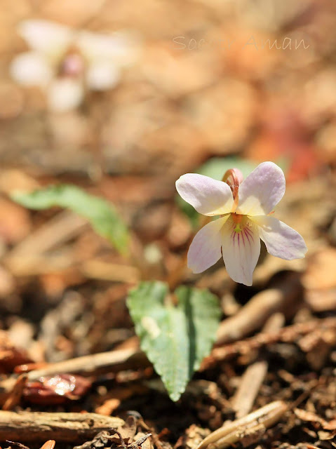 Viola tokubuchiana