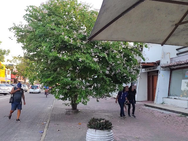 Populares precisam se desviarem de galhos de árvores no centro de Porto Seguro