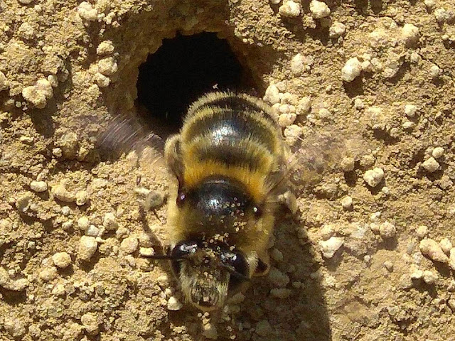 Anthophora aestivalis