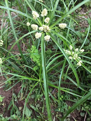 Planta ornamental - Cyperus luzulae