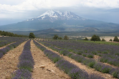 Lavender Farms, Mt. Shasta, Weed