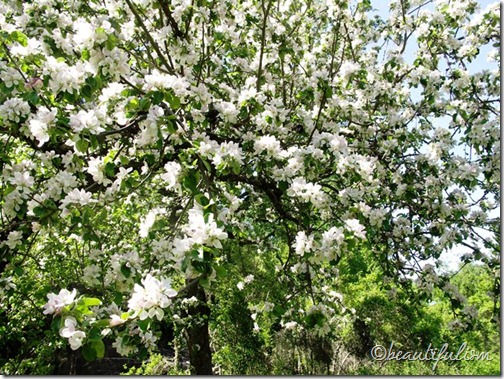 apples on the way