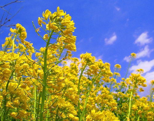 千葉県の花 菜の花 あの町この町