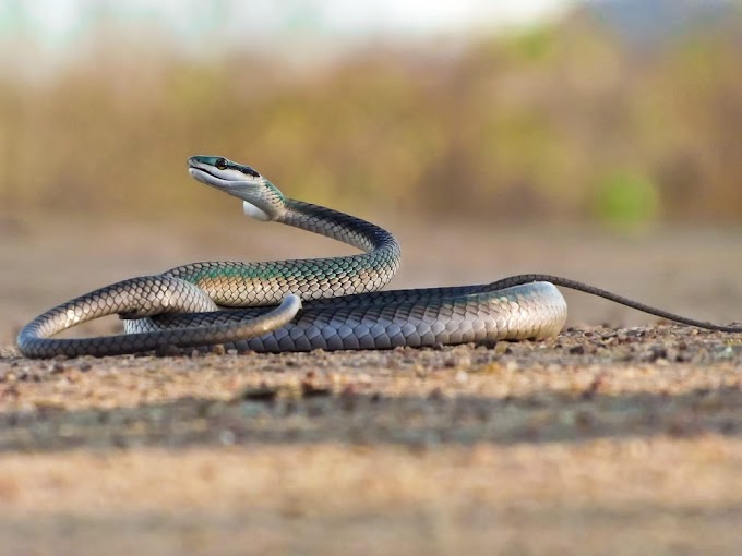 Pesquisadores descobrem nova espécie de cobra na Caatinga