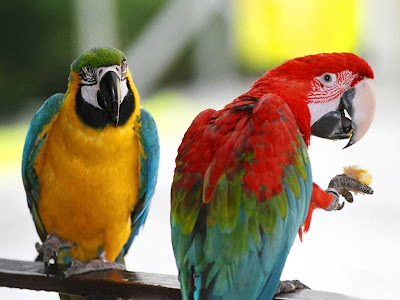 Parrots Birds Wallpapers