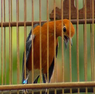 Burung Berhenti Berkicau atau Macet Bunyi