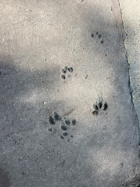 cat footprints