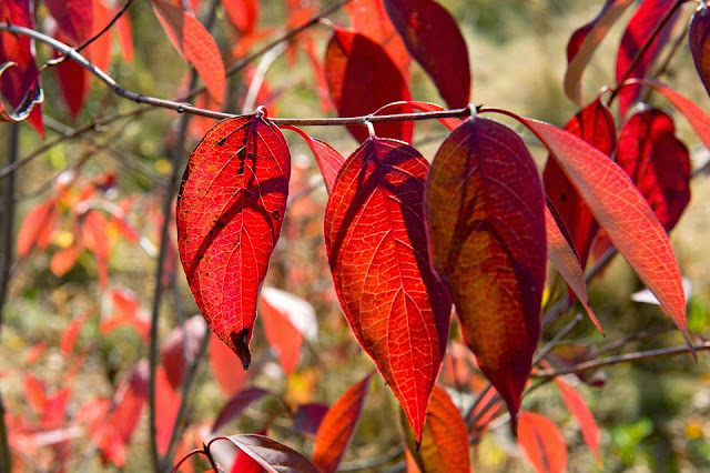 Kingston; Canada; Leaves