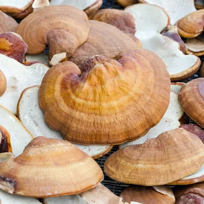 Ganoderma mushroom company in Uttar pradesh