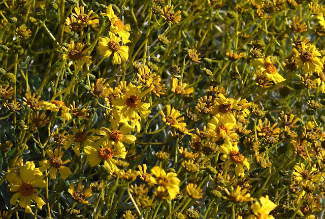 Brittlebush flowers