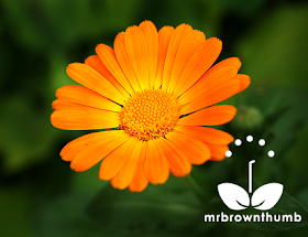 Orange Calendula flower, How to collect calendula seeds