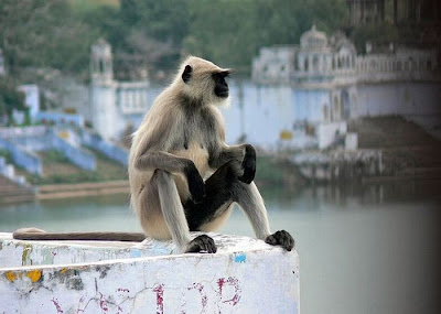 Meditating Monkeys Seen On www.coolpicturegallery.us