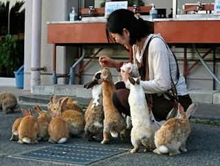 pulau kelinci usagishima di jepang